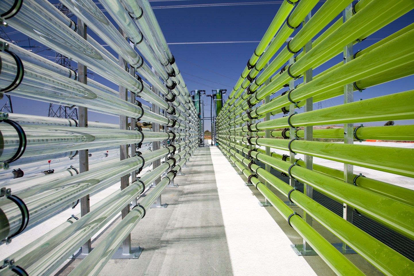 Tubular bioreactors filled with green algae, designed to pull CO2 out of the air, at a site in Spain. "As devastating as the pandemic has been," the authors write, "it has given us a once-in-a-generation opportunity to realign the economy and change course on climate change."