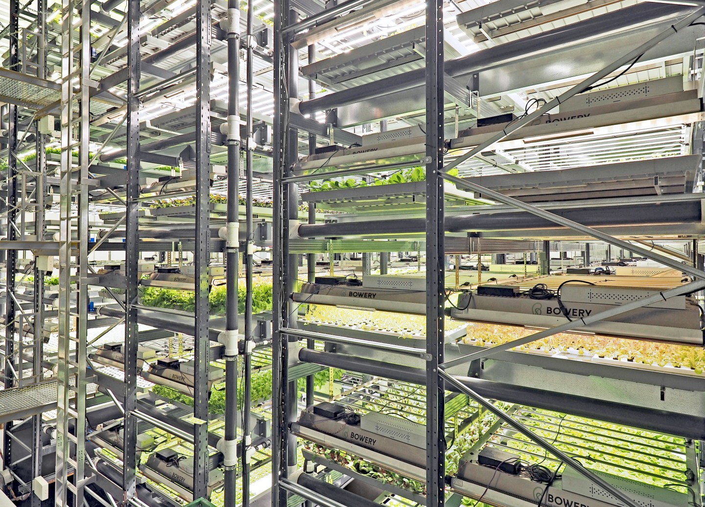 indoor farm of bowery farming