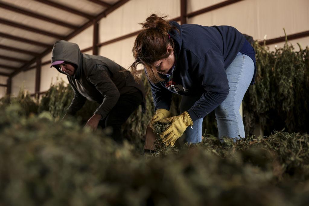 How cannabis actually affects productivity