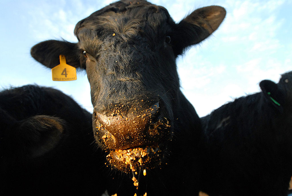 Meat Prices To Rise As Corn Supply Diverted For Ethanol Production
