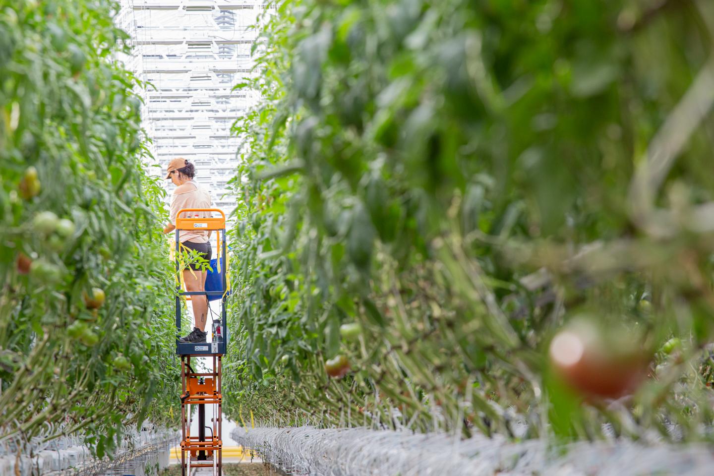 Inside VSL (a reference to Ville St-Laurent, the district in which the farm is located); it’s the company’s newest greenhouse, and it sits atop a former Sears warehouse.
