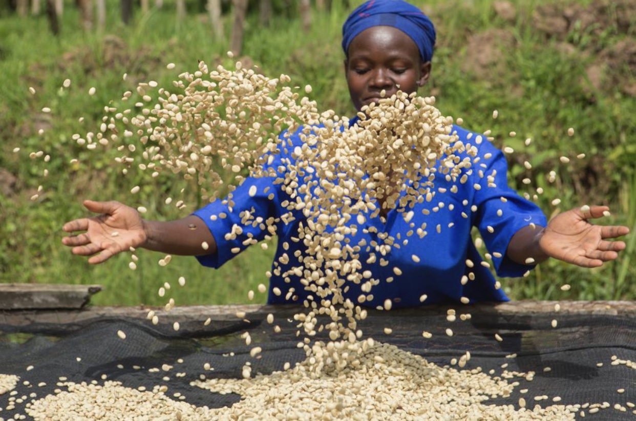 Rwandan woman hand-picking and sorting washed coffee at the Kiyumba washing station in the southern province of Rwanda.