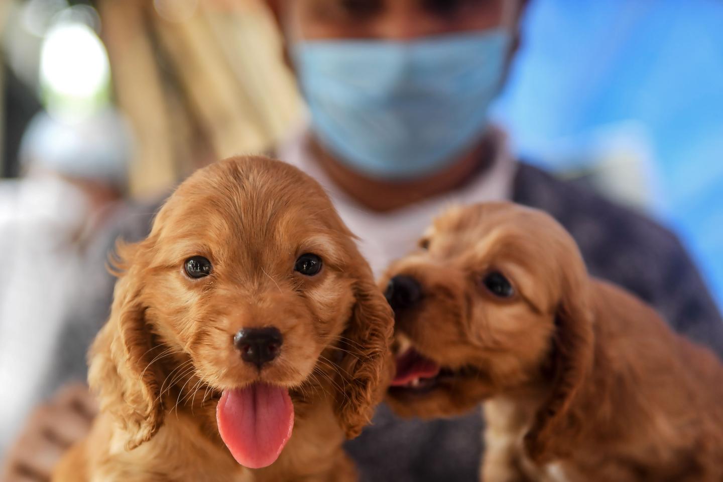 Smuggling, price-gouging, dognapping: True tales from inside the great pandemic puppy boom