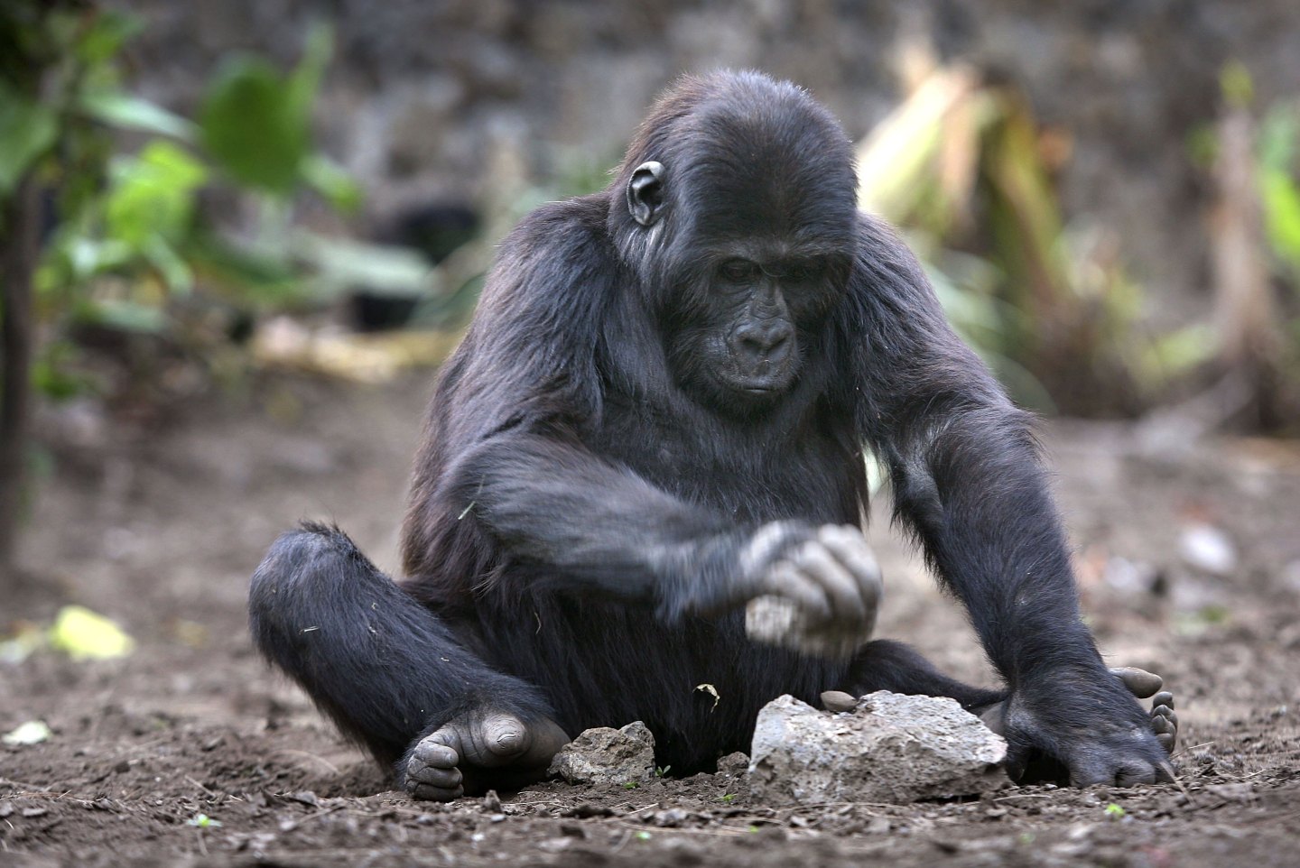 The r/WallStreetBets crowd has a new target: Saving gorillas
