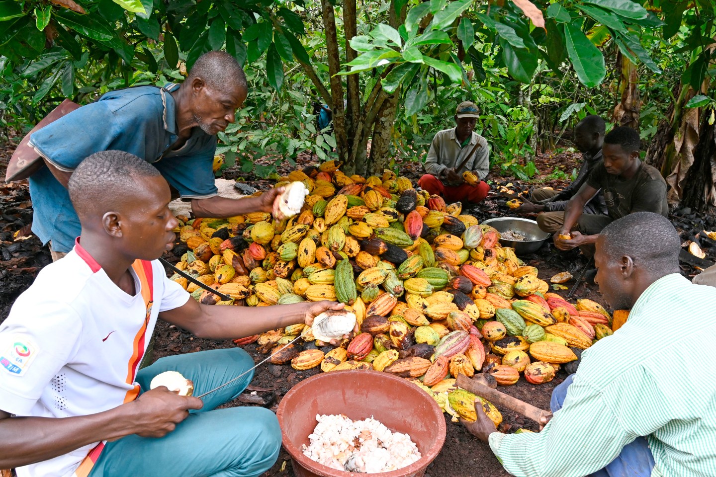 Farmers in Ivory Coast break cocoa pods.