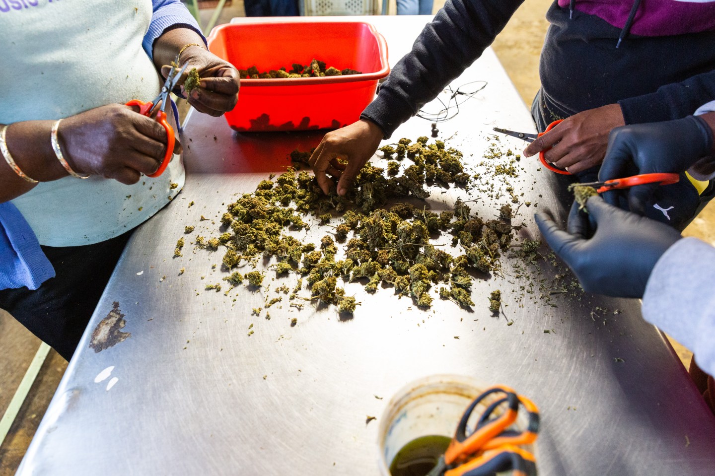 Cannabis sales pandemic 420