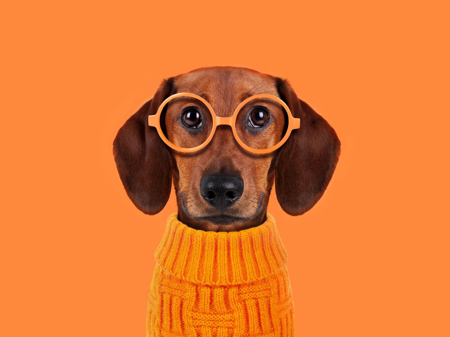 Dachshund with eyes glasses and sweater on orange background