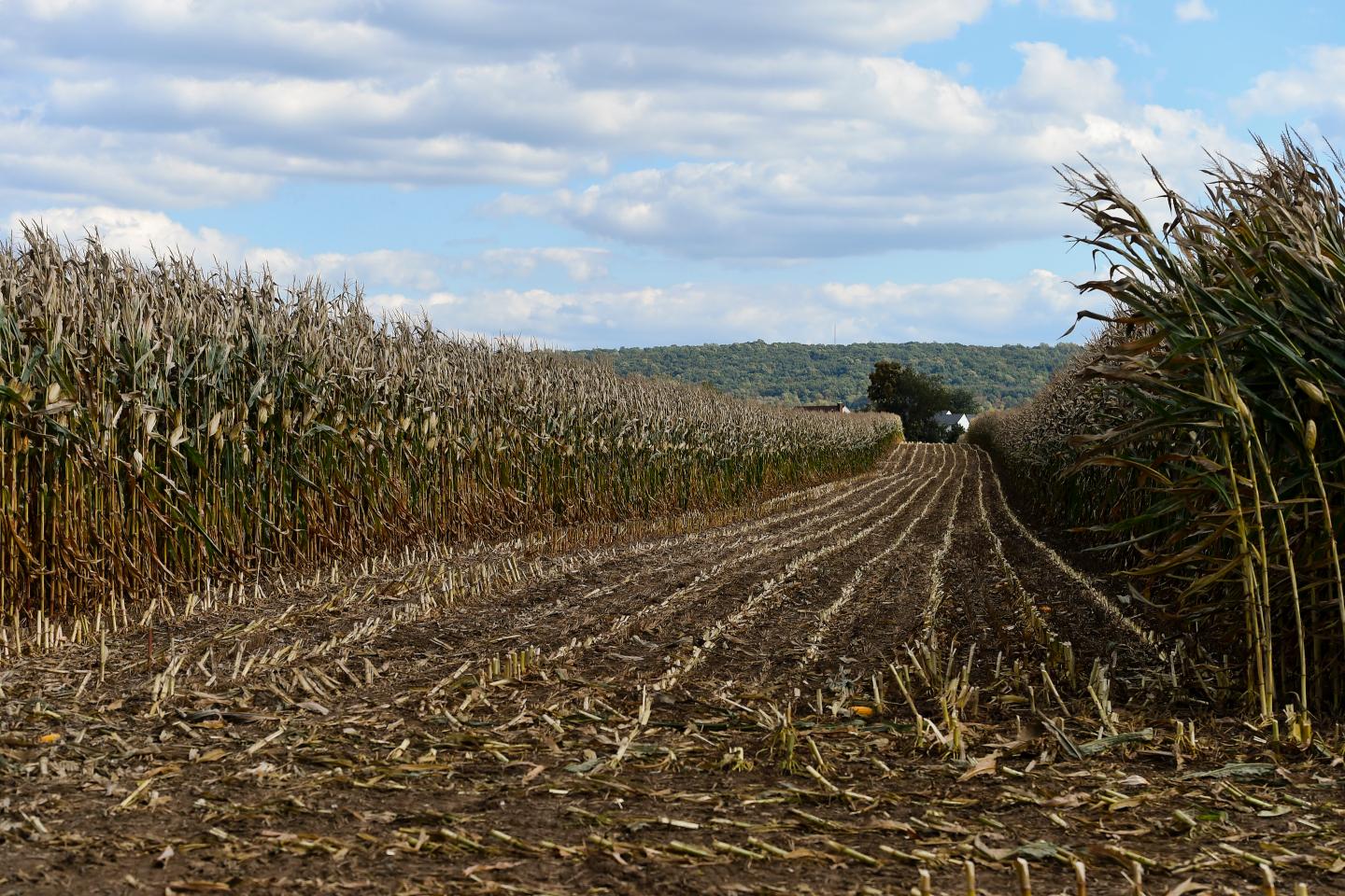 How the highest corn prices in over a decade could hit American wallets hard