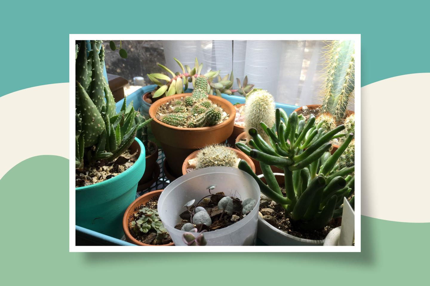 Plants, plants, plants: The social media plant craze
