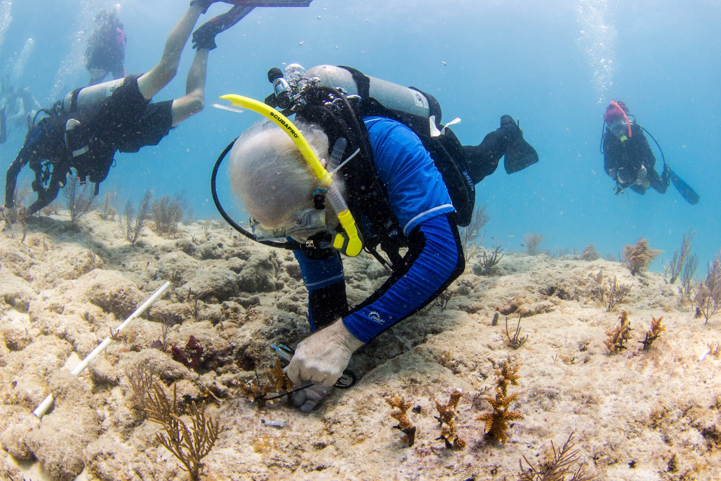 Human intervention has been killing the Florida reef. But now human intervention is necessary to save it