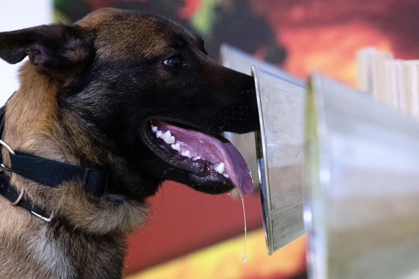 Dogs have the ability to detect COVID-19 in humans, according to a new French study