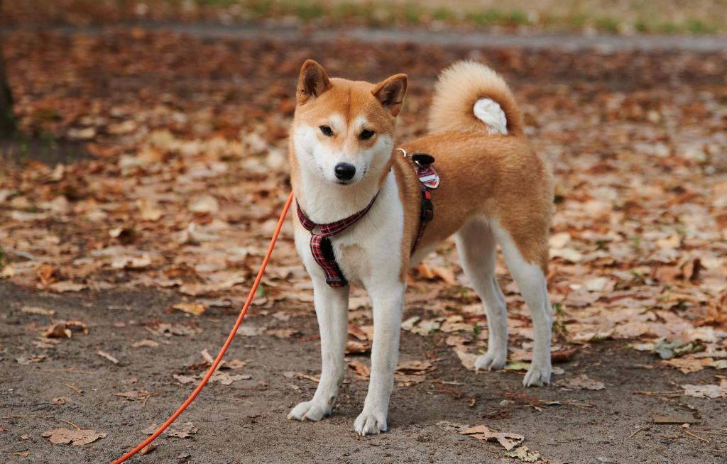 Even Shiba Inu rumors can’t save Robinhood as shares fall below IPO price on weak crypto revenue