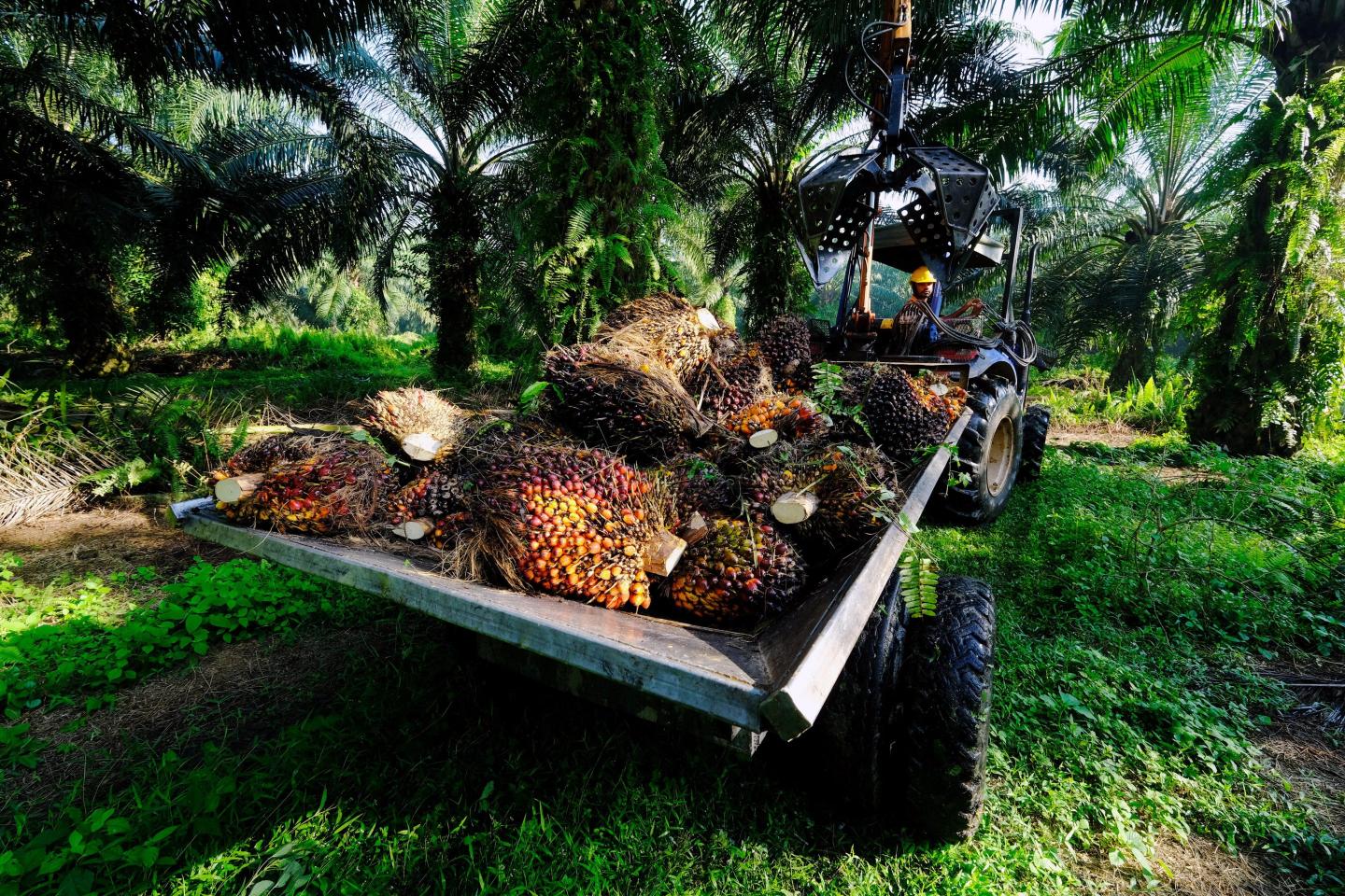 Chocolate and cosmetics risk price increase as palm oil surges past $1,000 a ton