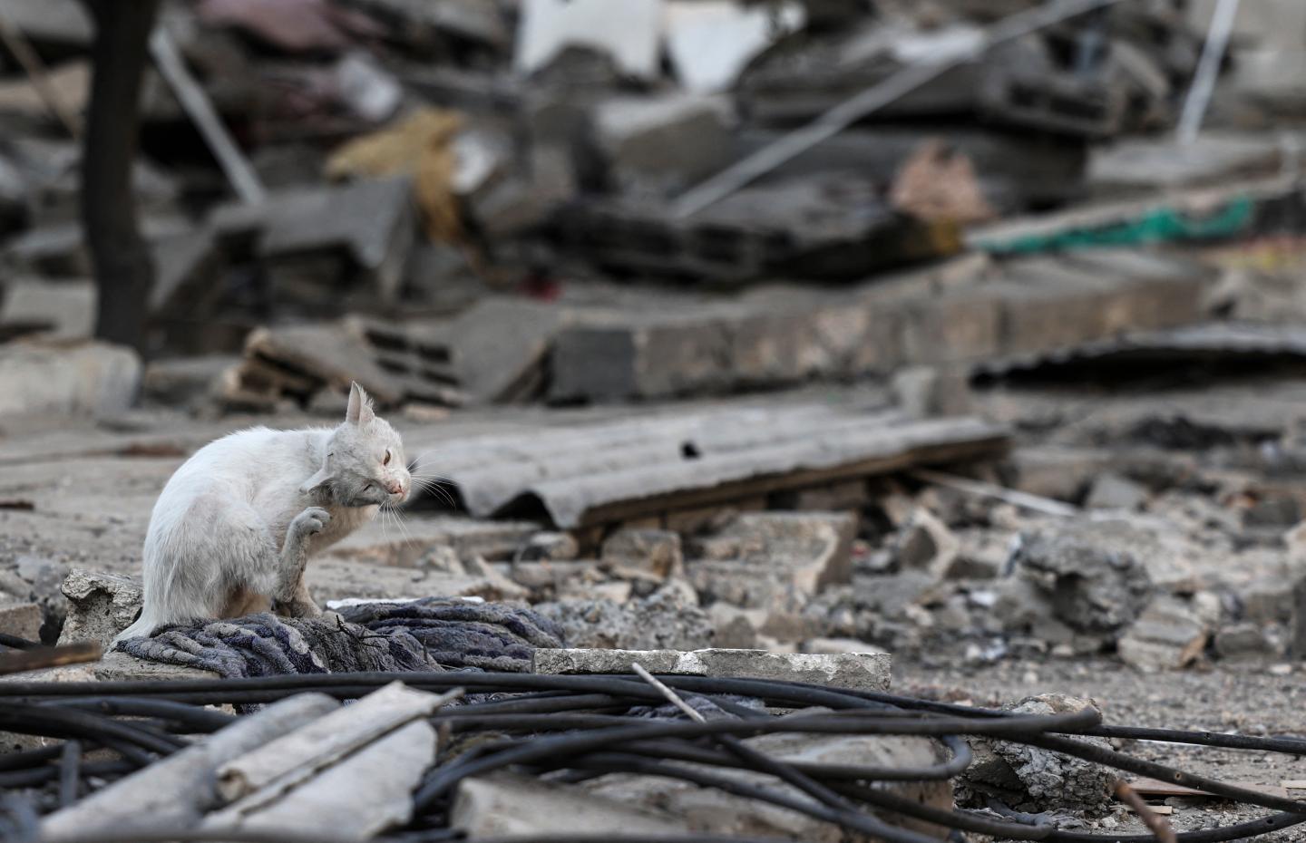 A cat sits among the rubble after an Israeli air strike in Gaza City on May 20, 2021.