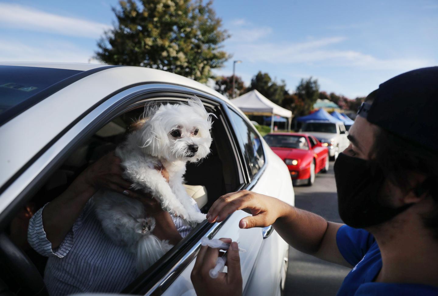 Veterinarians report burnout from caring for your COVID kittens, pandemic puppies as a backlog of appointments bite