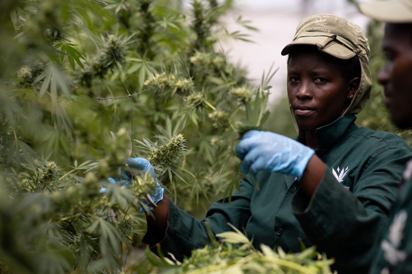 A worker harvests cannabis buds inside a greenhouse in Uganda.