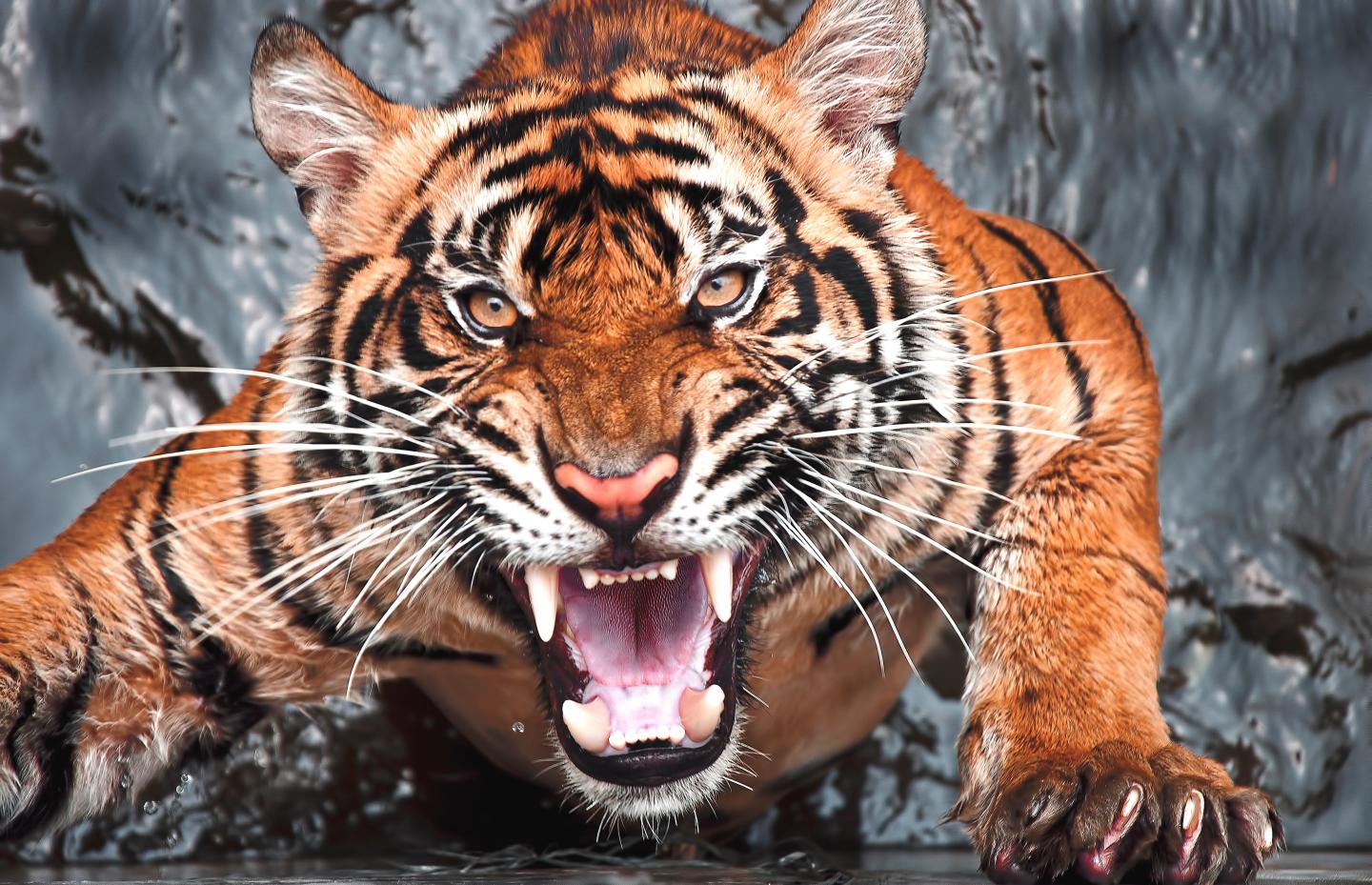 Tiger Global leads two