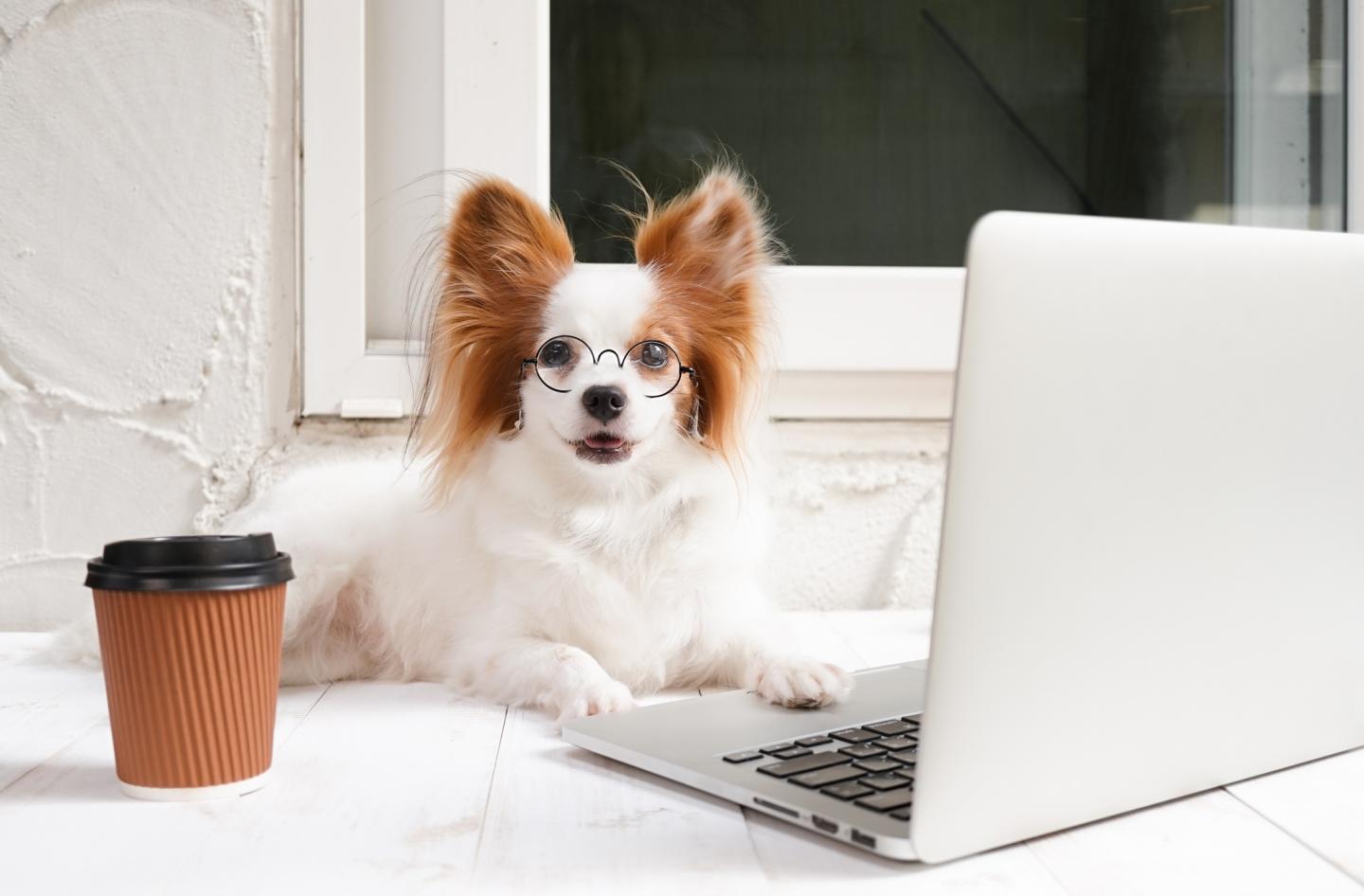 5 companies where every day is Take Your Dog to Work day