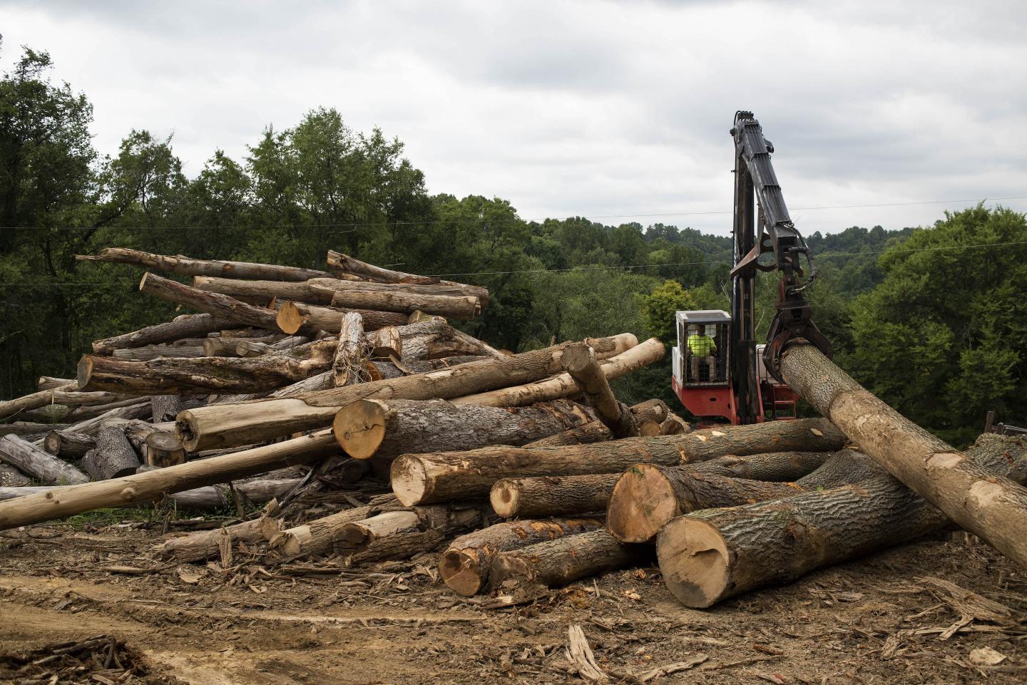 Southern loggers are pushing wood production to a 13-year high. So why is the price of lumber up 288%?