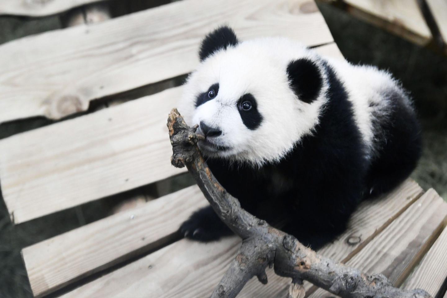 Tokyo’s twin baby pandas boost shares of nearby restaurants