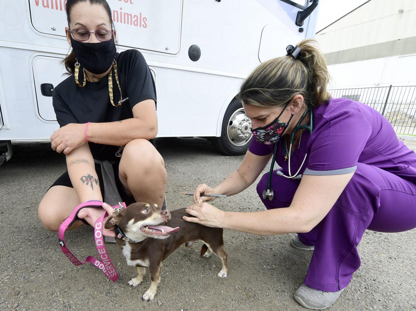 As pet ownership surges, we need to strengthen the veterinary profession