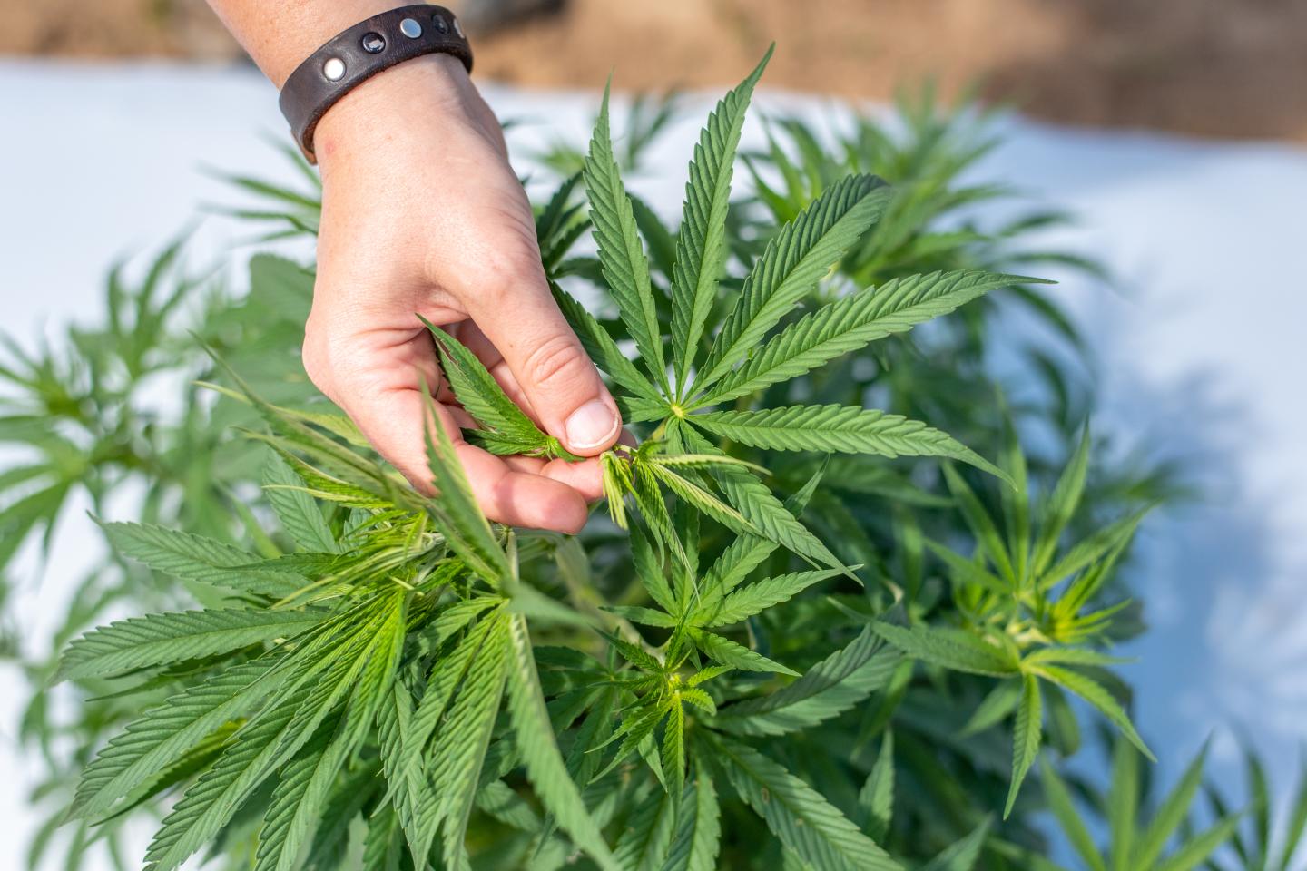 Amazon throws its weight behind marijuana legalization