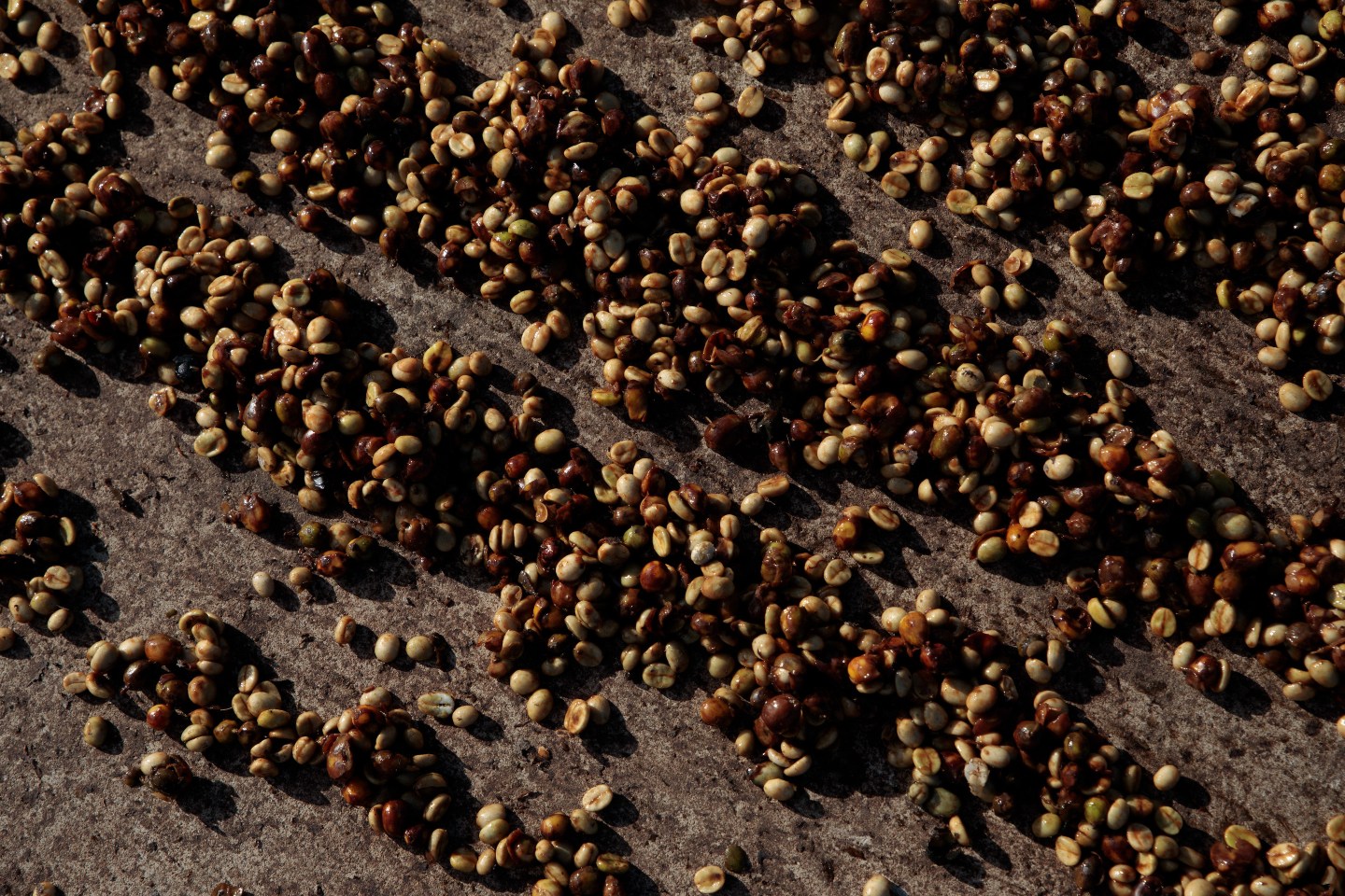 Coffee prices surge as freezing temperatures destroy Brazil’s crops