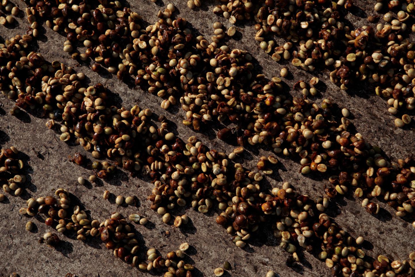 Coffee prices surge as freezing temperatures destroy Brazil’s crops