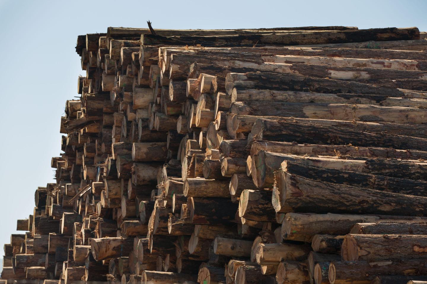 Lumber prices continue to plummet—down 49% from the peak