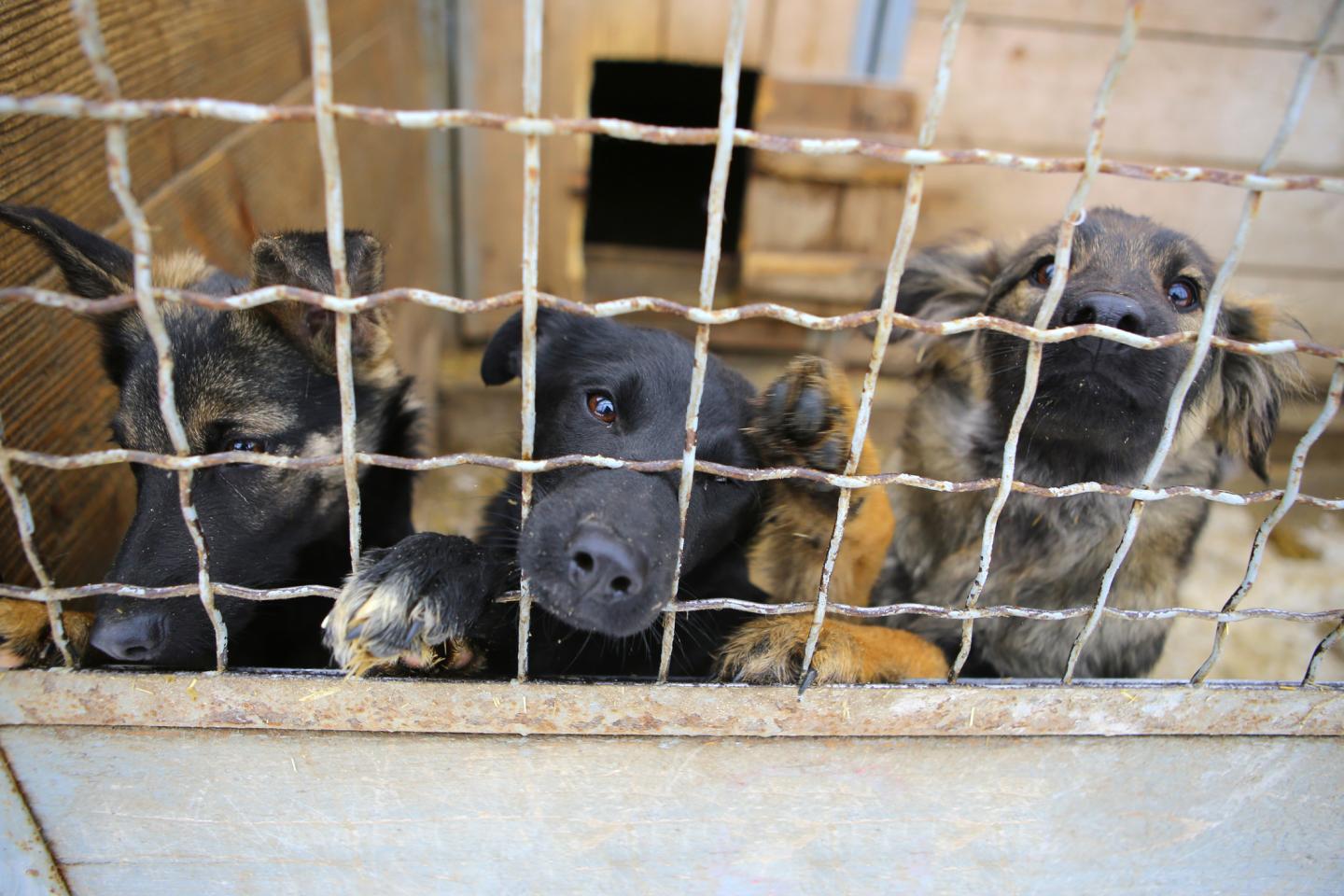People are abandoning their pandemic pets nationwide as returns to work loom