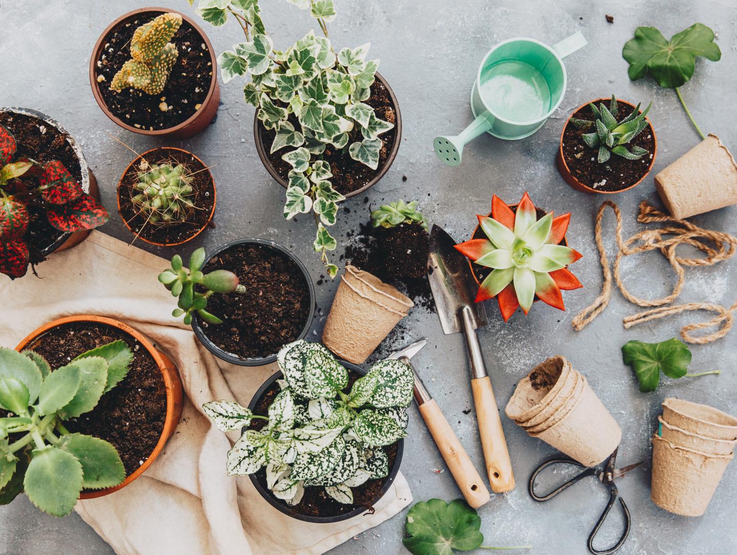 Gifts for the novice gardener