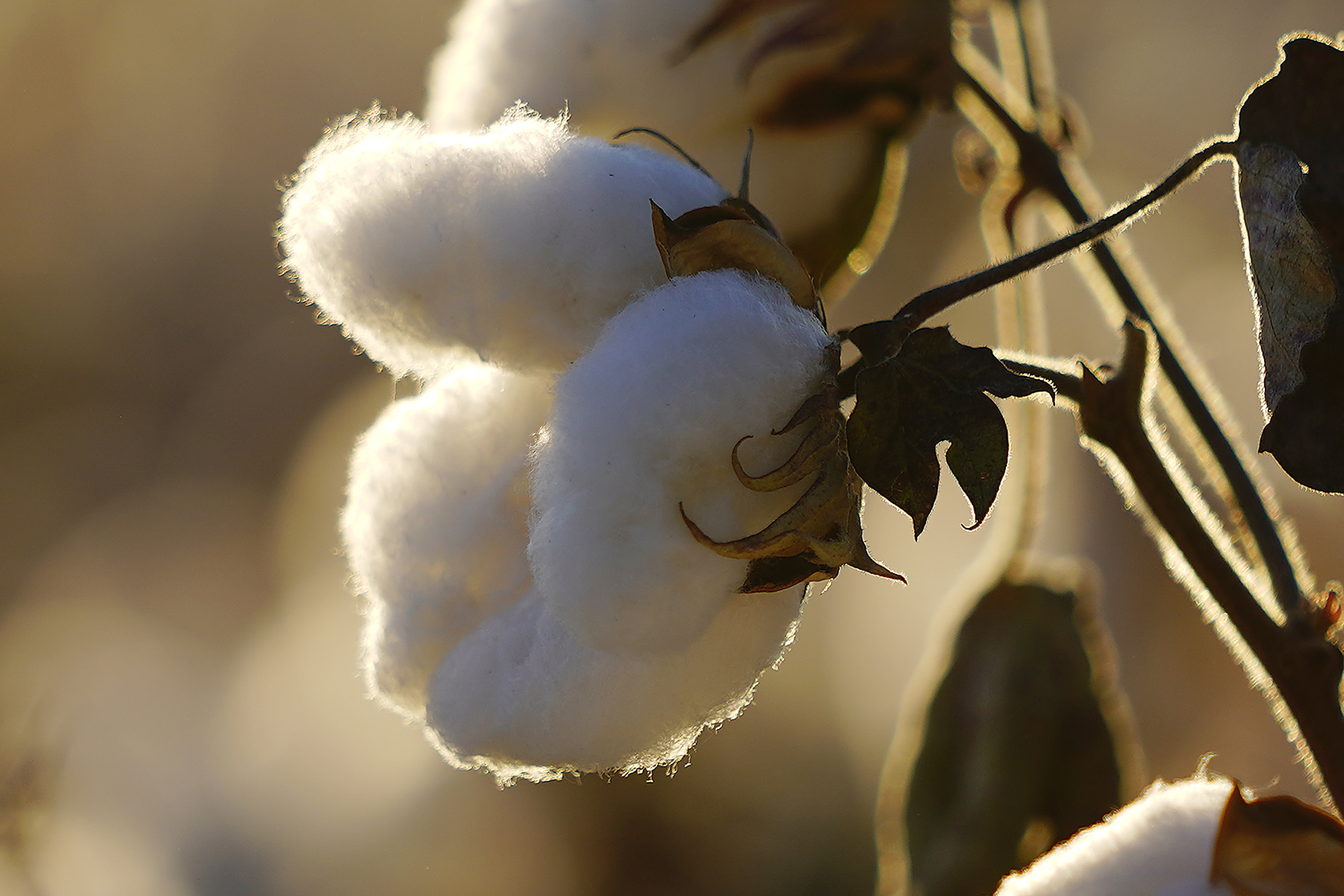 Cotton in a field in Hami, in the Xinjiang Uyghur Autonomous Region of China.
