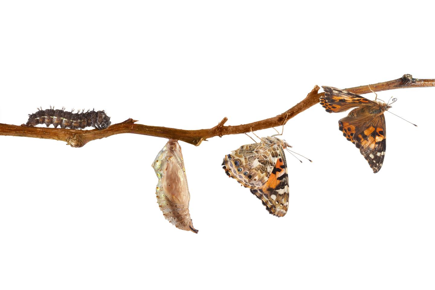 Painted lady butterfly life cycle