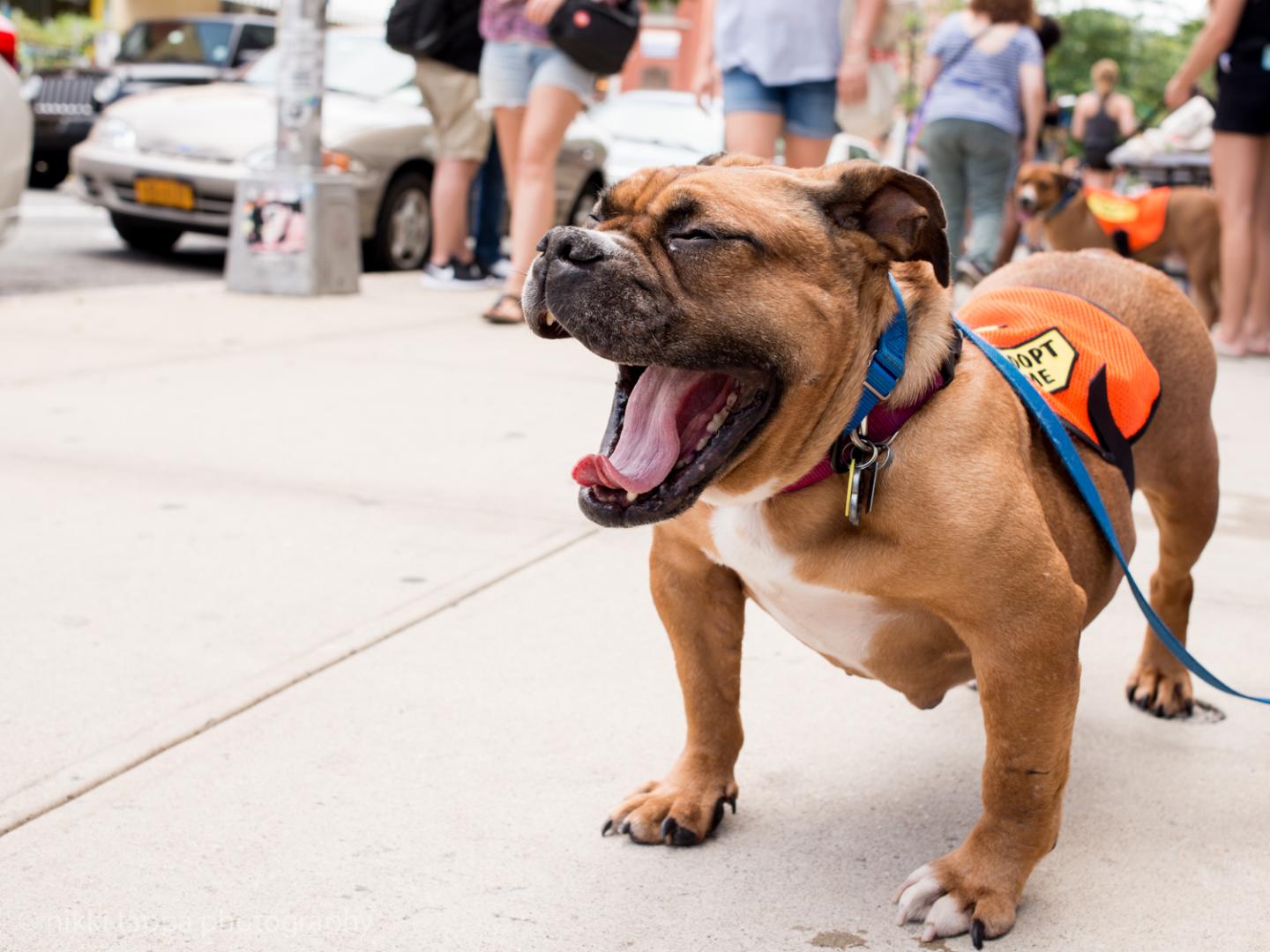 Pet care startup Wild One wants to rescue a dog each day by 2024