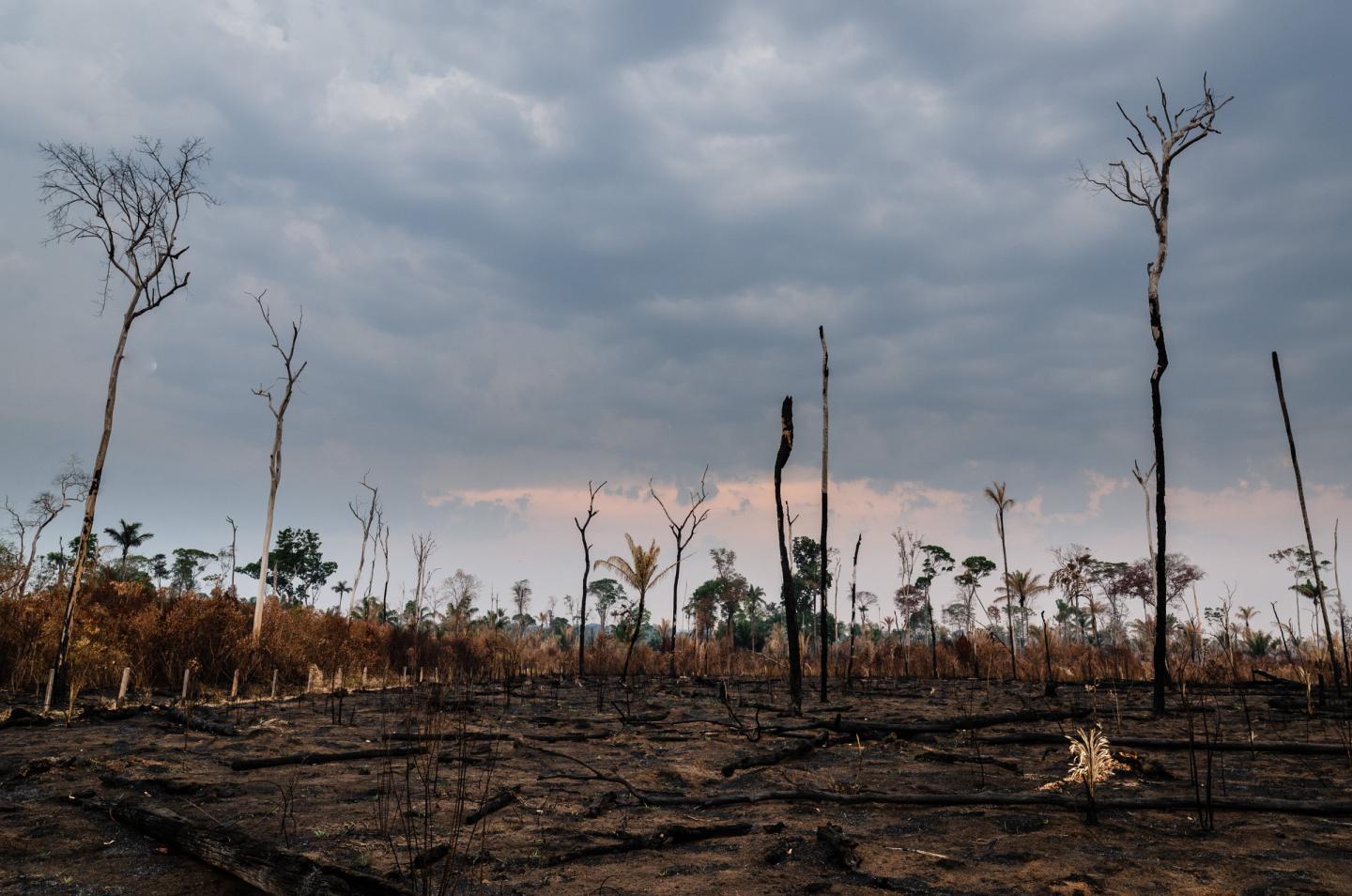 Talk is cheap: Corporate deforestation pledges aren’t doing much to help