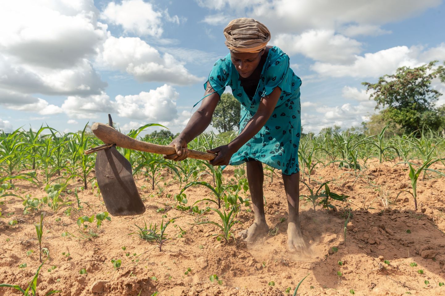 Josephine Ganye working in her wilting and stunted maize fields due to the unrelenting heat and poor rainfall in the drought prone Buhera, Zambia, on January 28, 2020.