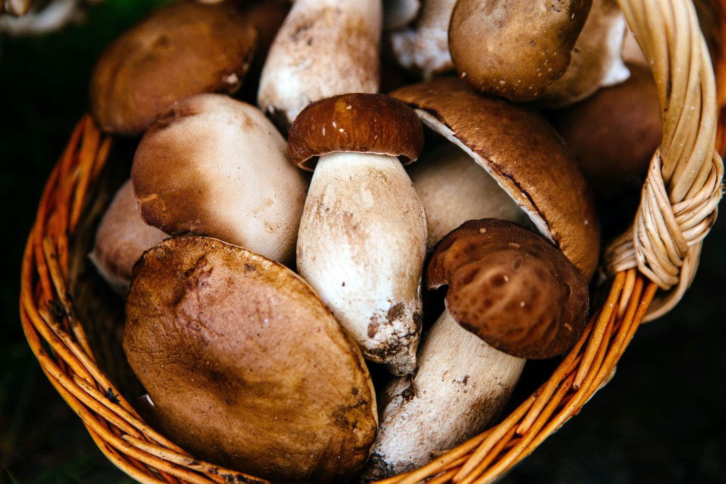 Can mushrooms taste like real meat? One startup says it’s possible