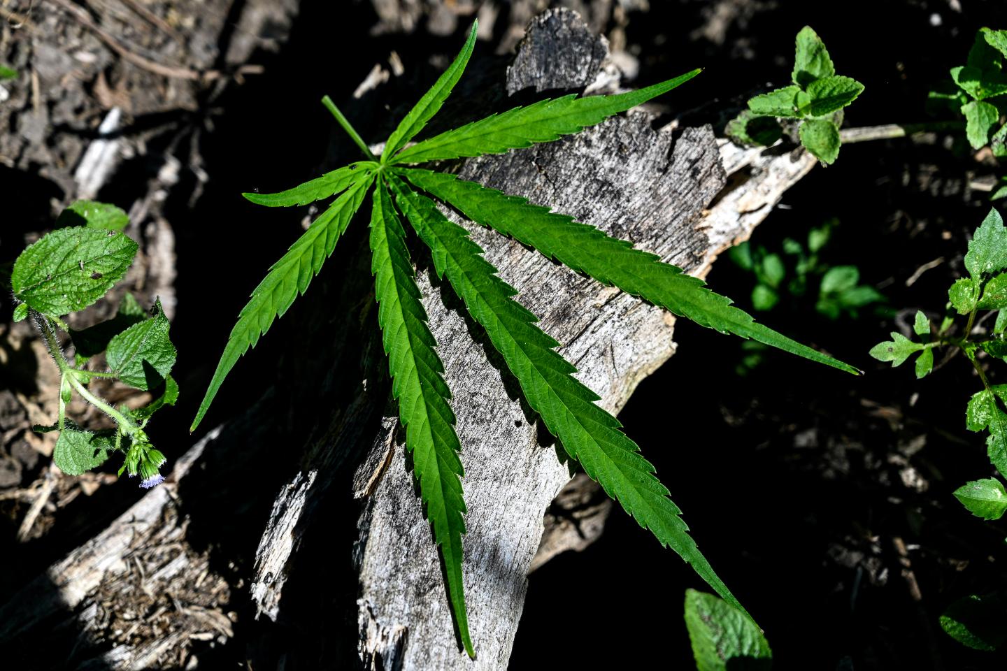 Cannabis stocks drop as federal legalization efforts loses momentum
