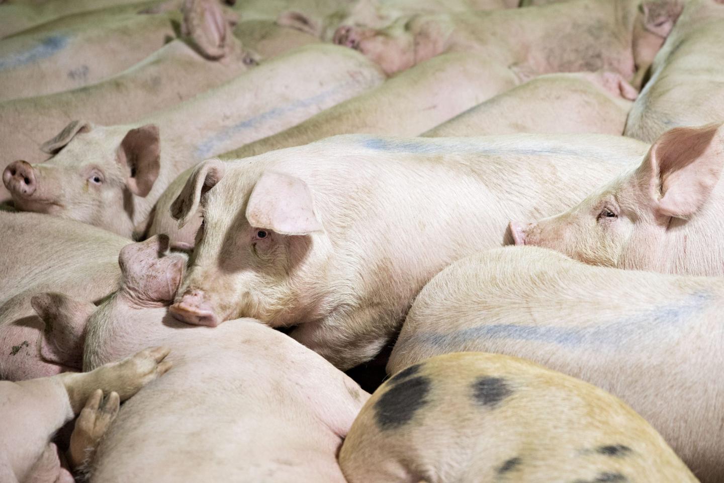The father-son beef that is rattling the world’s largest pork processor