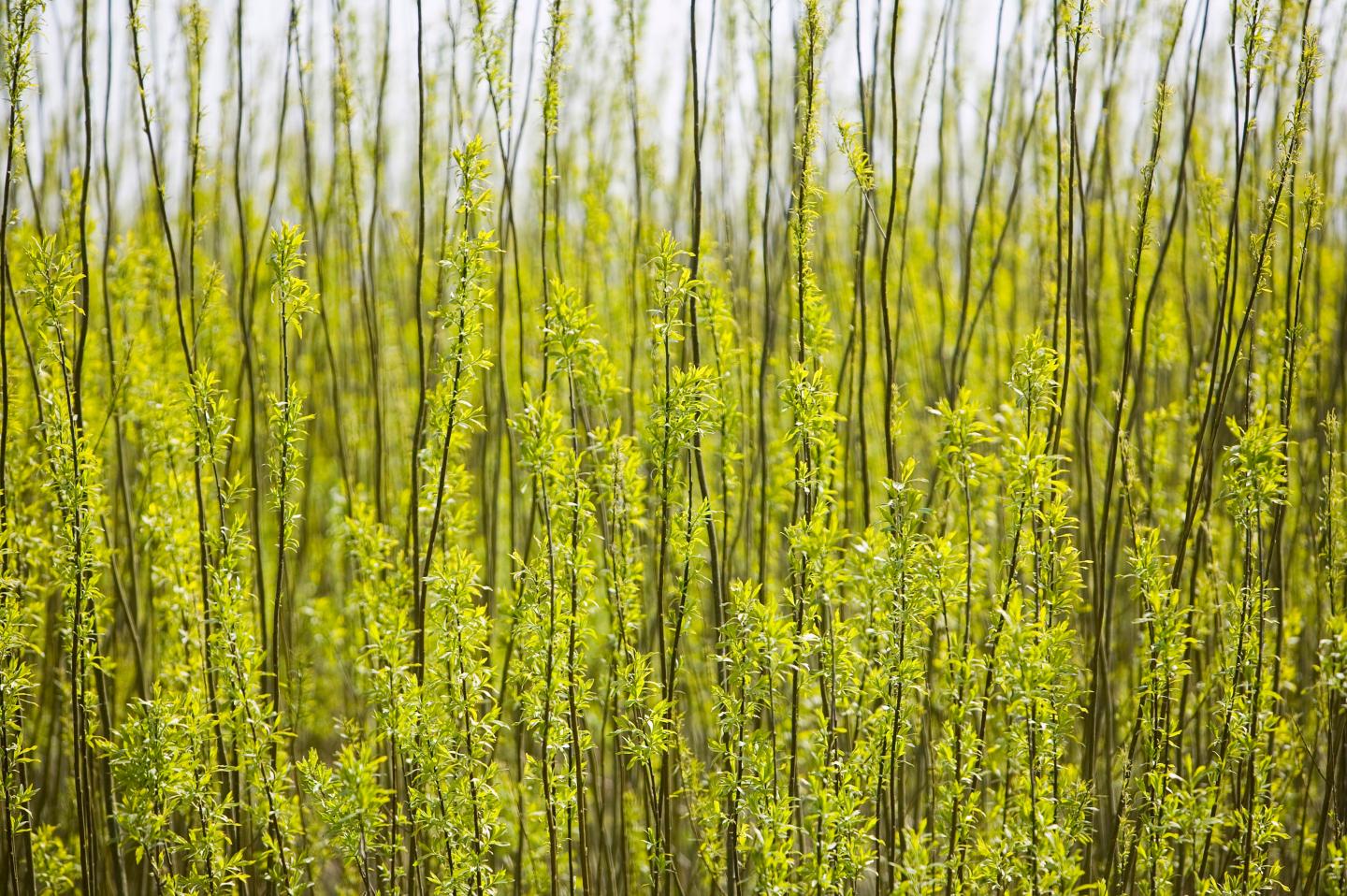 If a tree (doesn’t) fall in the forest, can a company really offset its emissions?