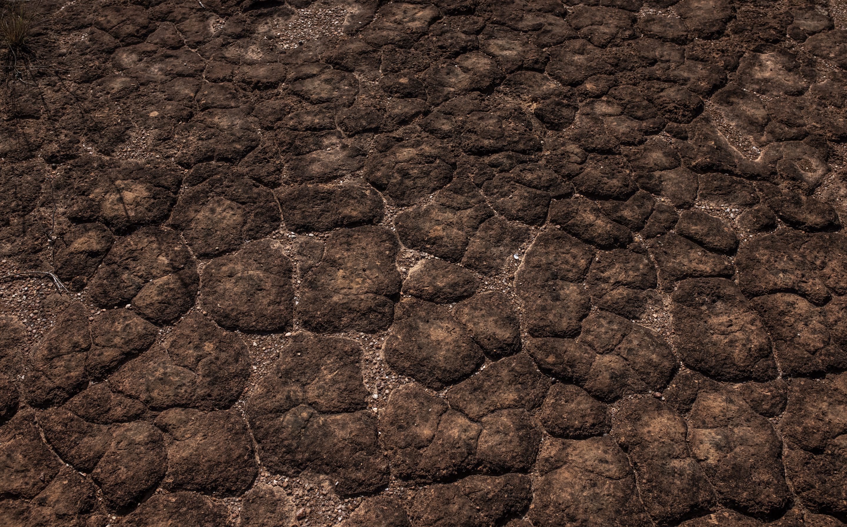 A coffee plantation during a drought in Brazil on June 29, 2021.