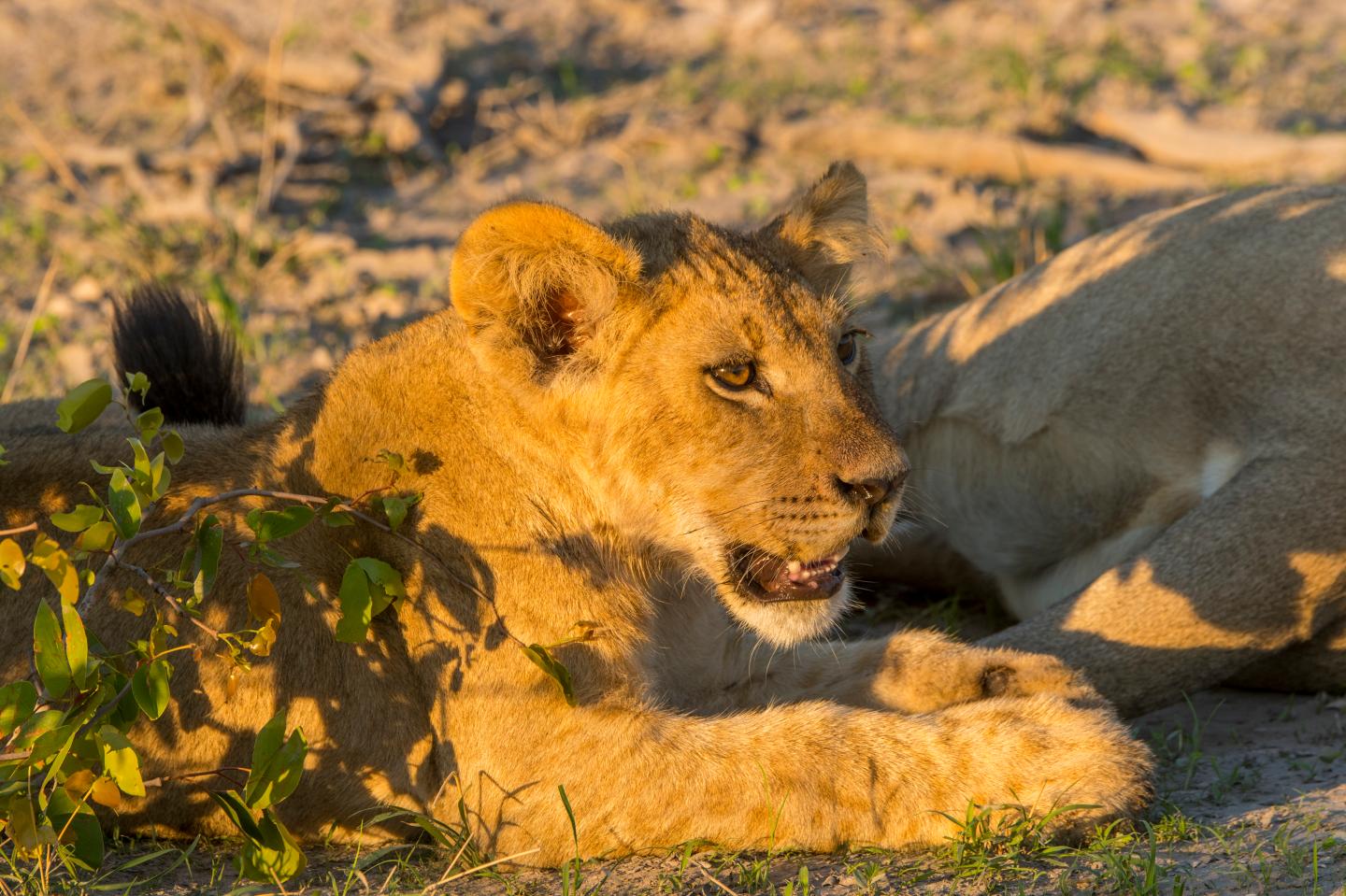 How to go on Safari—and how not to—according to a top wildlife photographer