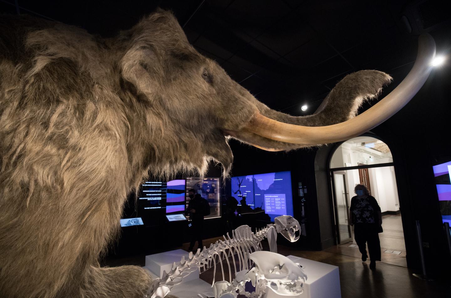 Bitcoin billionaires bet big on reviving woolly mammoths to combat climate change