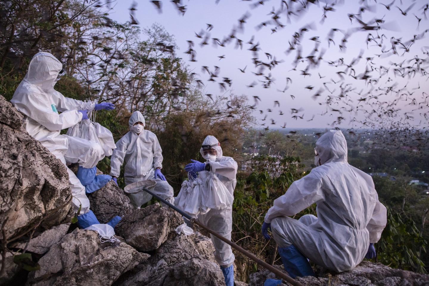 Where might the next COVID come from? Scientists look to those infected by animals carrying coronaviruses