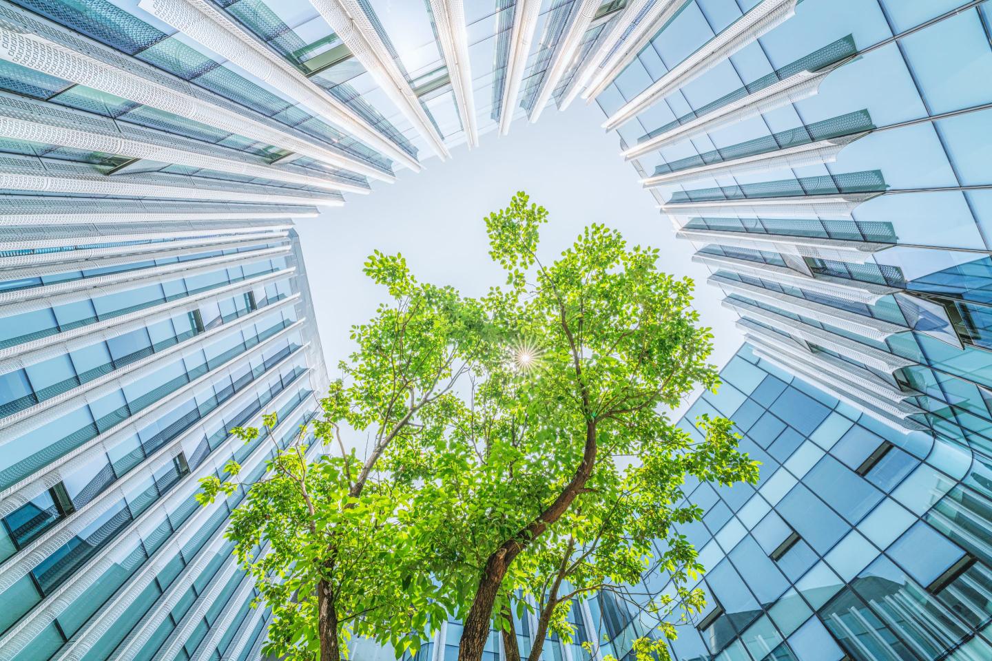 How to become a sustainability leader—and create sustainable value
