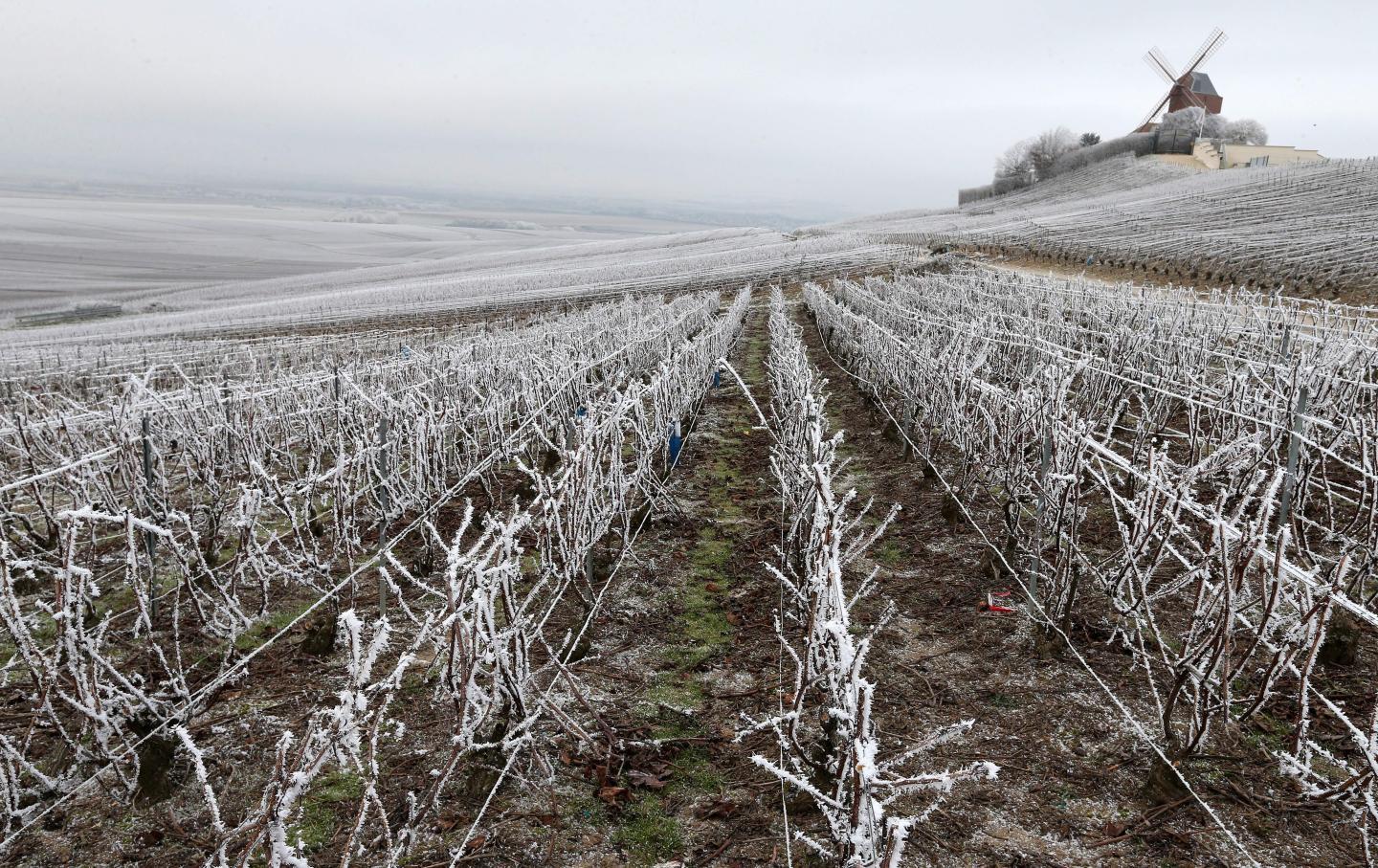 Fires, frost, and floods: Europe’s winegrowers brace for the worst harvest in memory
