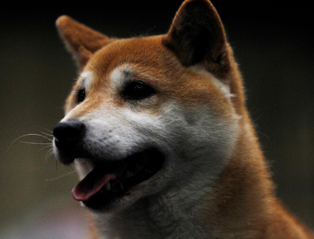 Photo of a Japanese Shiba Inu dog
