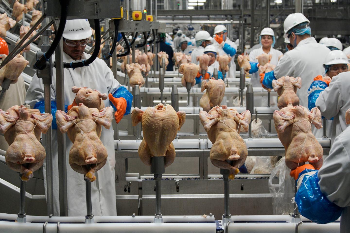 USDA adjusts approach to controlling salmonella in poultry