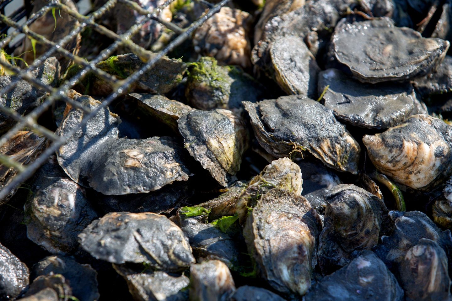 Some forms of aquaculture, such as seaweed and shellfish farming, provide valuable services to the ecosystem.