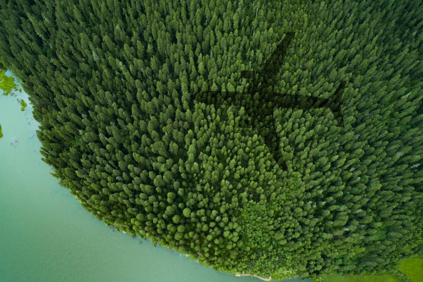 Here’s how many trees you should plant if you’re feeling guilty about your next vacation
